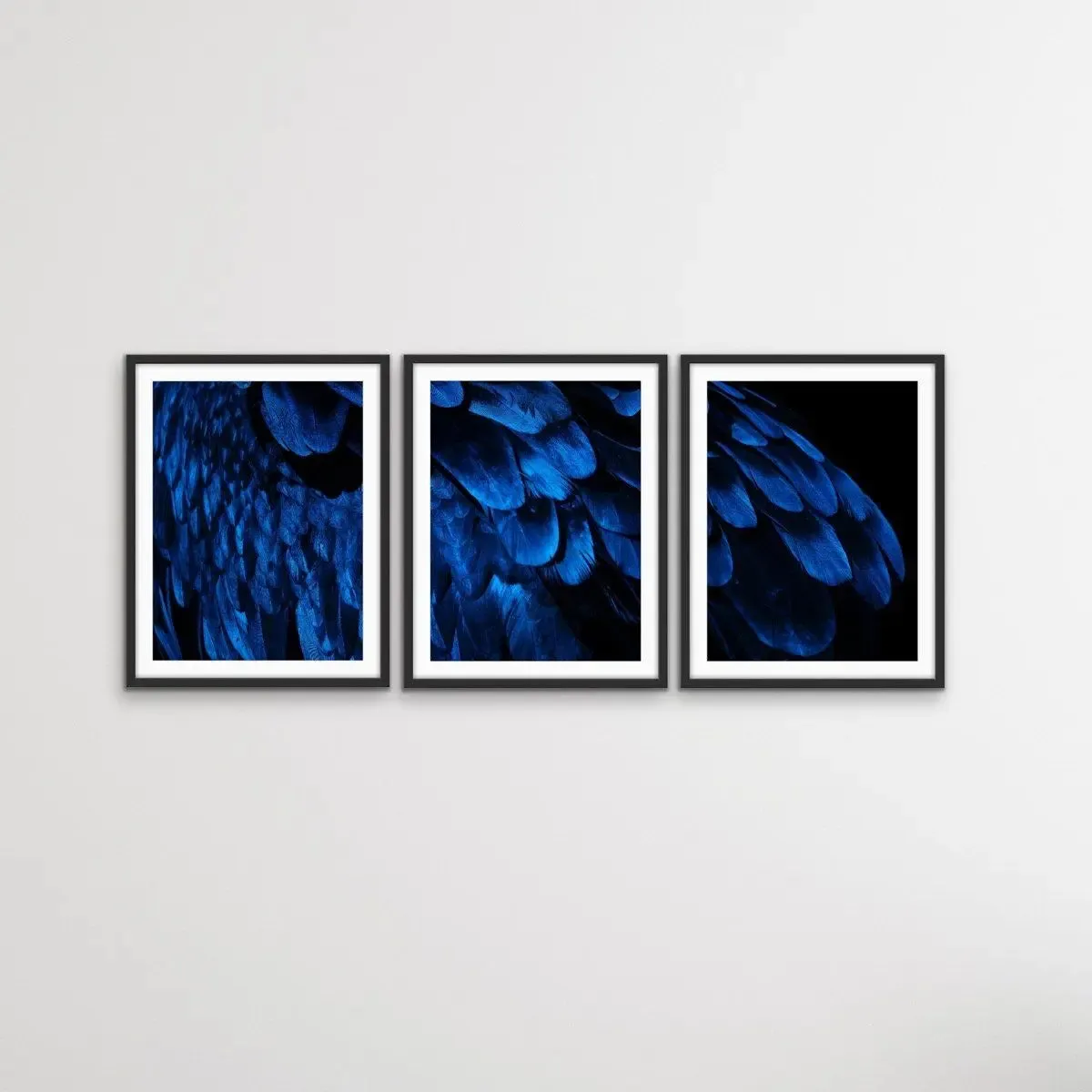Birds Of A Feather - Three Piece Blue Feather Photographic Art Print  Set Triptych