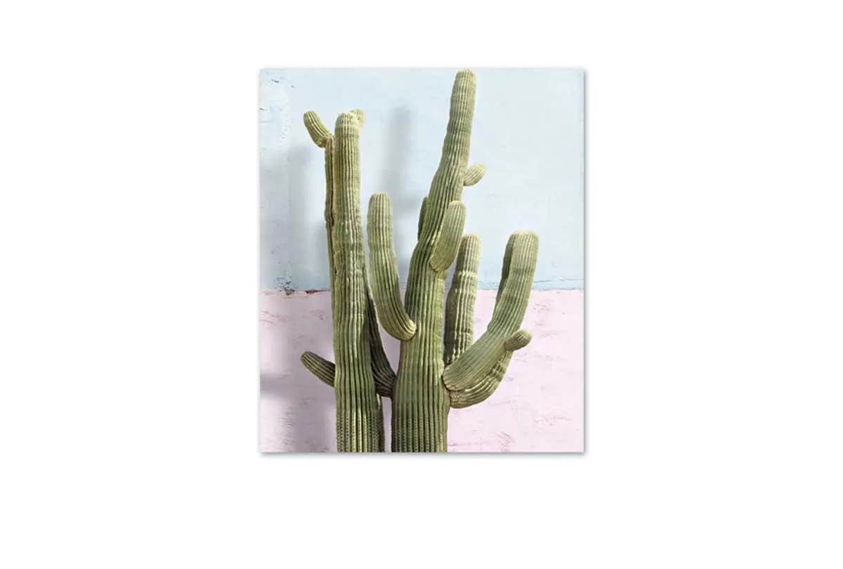 Cactus Against Pink Blue Wall | Canvas Wall Art Print