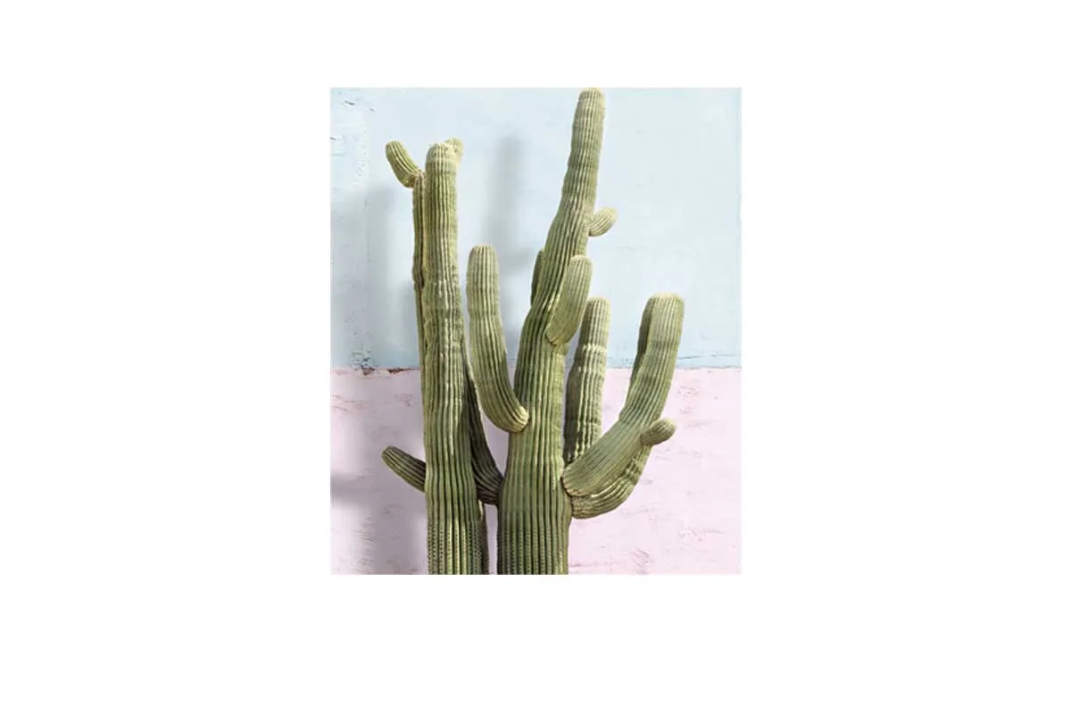 Cactus Against Pink Blue Wall | Canvas Wall Art Print