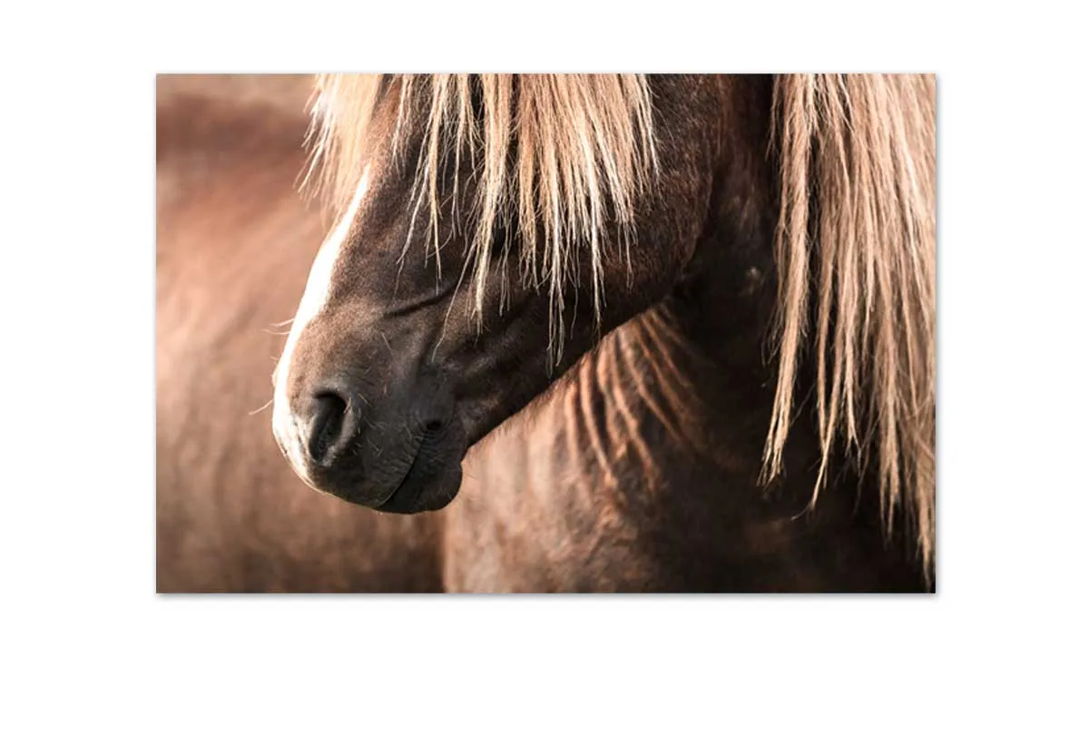 Icelandic Horse 3 | Canvas Wall Art Print