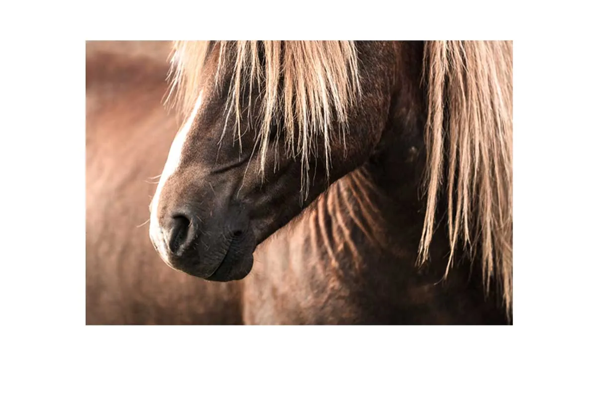 Icelandic Horse 3 | Canvas Wall Art Print